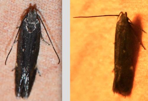 Aproaerema sp.